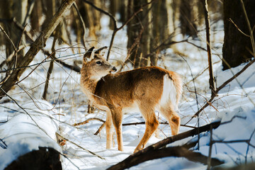 Deer in winter forest - Circa Washington DC United States of America