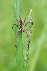 European Nursery Web Spider Pisaura mirabilis in Czech Republic