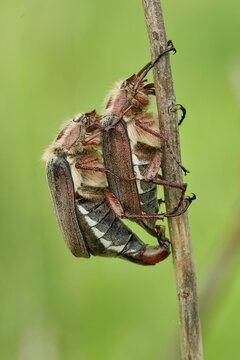 The Common cockchafer Melolontha melolontha mating in Czech Republic