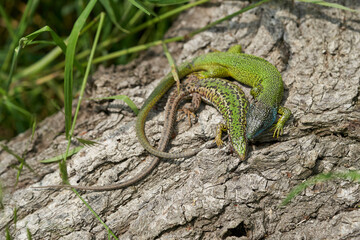 Couple of The European Green lizard Lacerta viridis in Czech Republic