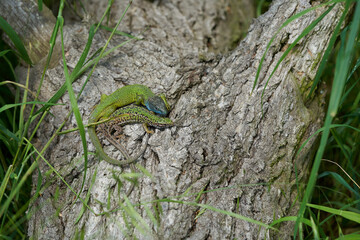 Couple of The European Green lizard Lacerta viridis in Czech Republic