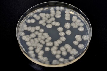 枯草菌（Bacillus subtilis）