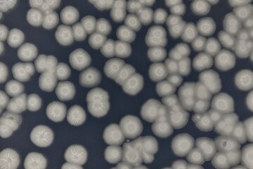 枯草菌（Bacillus subtilis）
