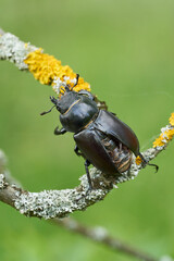 The stag beetle Lucanus cervus in Czech Republic