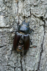 The stag beetle Lucanus cervus in Czech Republic