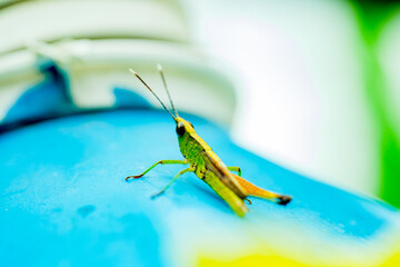 grasshopper on a branch
