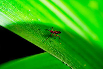 fly on leaf