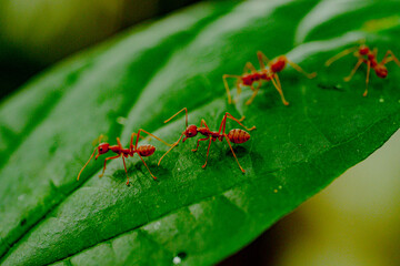 ant on leaf