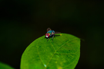 fly on leaf