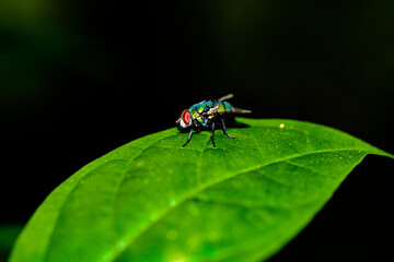 fly on leaf