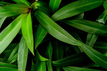 close up of green leaf