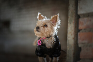 Portrait of a Yorkshire Terrier in a dark unfinished building.