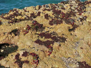 Multitude of Moorish  crabs or red crabs during the low tide . (Grapsus adscensionis). Tenerife Island. Canary Islands. Spain.