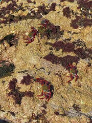 Multitude of Moorish  crabs or red crabs during the low tide . (Grapsus adscensionis). Tenerife Island. Canary Islands. Spain.