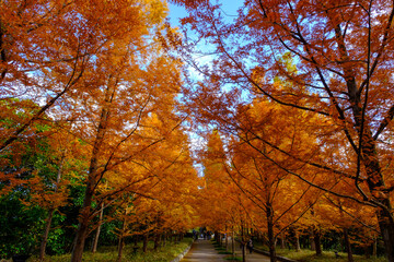 秋の神戸森林植物園のメタセコイヤ並木が見事に色づき見頃を迎える