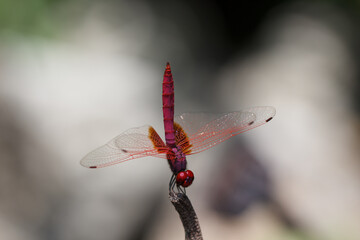 Dragon fly is another beautiful creation of the nature.