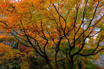 紅葉が見頃の神戸市森林植物園。赤と黄色と緑のグラデーションは美しい。