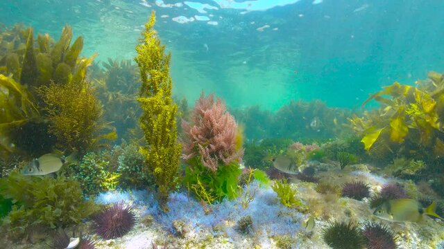 Underwater seascape, colorful algae with some sea bream fish and urchins in the Atlantic ocean, Spain, Galicia