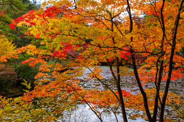 紅葉が見頃の神戸市森林植物園。赤と黄色と緑のグラデーションは美しい。