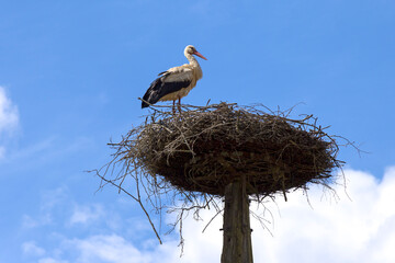 A white stork stands in its nest. In the background is a blue sky.
