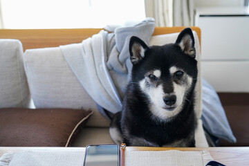 リビングのソファでおすわりをする老犬の柴犬