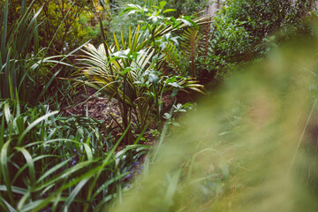 palm tree and ferns in idyllic sunny backyard with lots of tropical Australian native plants shot