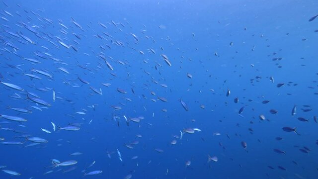 Seascape with School of Boga Fish in the coral reef of the Caribbean Sea, Curacao