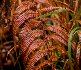 fern leaves in autumn