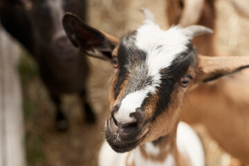 Goats on the farm behind wooden fence are waiting for food. Benefits of Goat Milk. Selective focus. Close up.