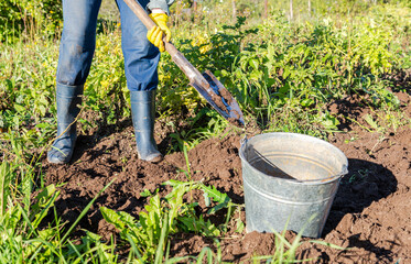 Harvesting organic potatoes in metal bucket and shovel
