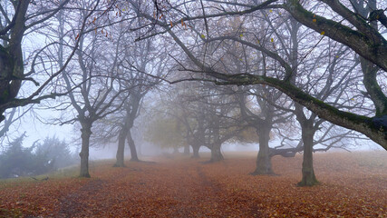 Trees on a hill in the fog