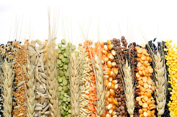 Group of dry organic colorful cereal and grain seed stripe with dry wheat ear on white background....
