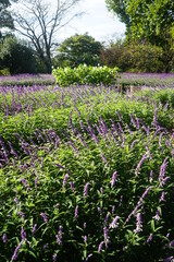 アメジストセージ