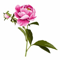 Flowers of pink peonie with bud and leaves on a white background. Decorative floral elements for design. 