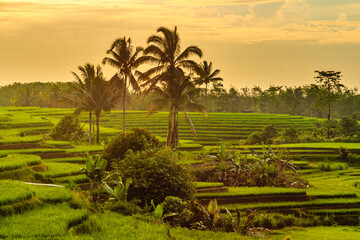 beautiful view of rice fields with beautiful coconut trees in Bengkulu village, Indonesia