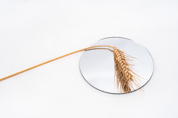 rye spikelets on a white background