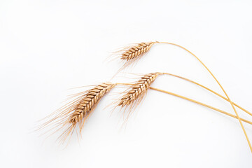 rye spikelets on a white background