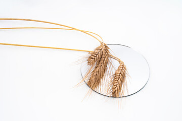 rye spikelets on a white background
