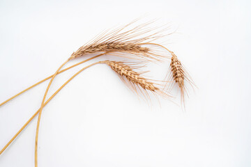 rye spikelets on a white background