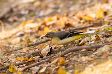 木の実をくわえるキセキレイ