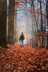 Fototapeta premium Young man from back walking on autumn red foliage leaves foothpath in forest with mystery fog. Czech landscape