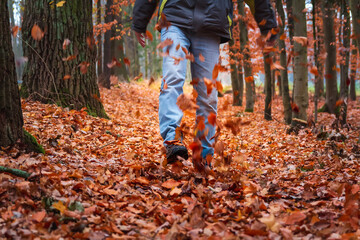 Detail of young man in jeans and jacket kicking to autumn red foliage leaves on forest foothpath. Czech landscape