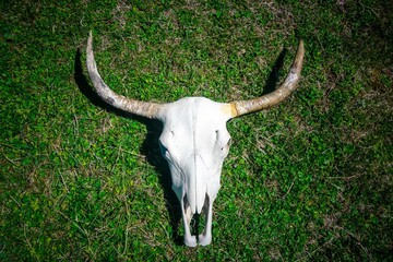 Cow skull on green grass