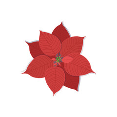  Poinsettia flowers on white background for Christmas or New Year greeting card design.