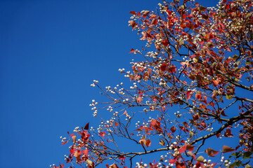autumn leaves against blue sky