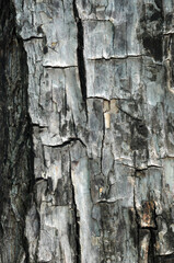 Obraz premium bark of a tree