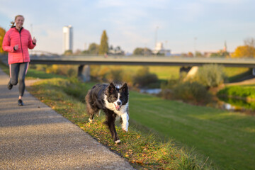 Naklejka na ściany i meble Boisterous Border Collie dog galloping along footpath at sunset
