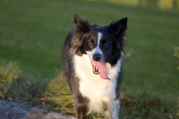 Pretty black and white Border Collie with tongue lolling out