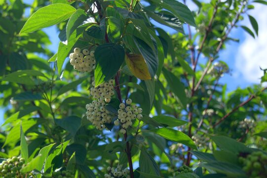 Poisonous berries of swida alba. White inedible berries on a tree on a summer day