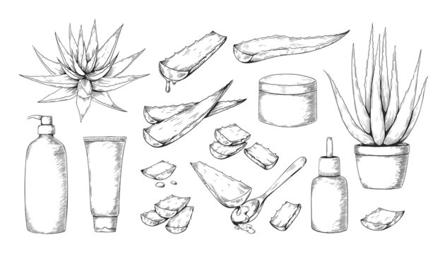 Aloe Vera. Hand drawn medical herb for beauty and cosmetic products label. Evergreen succulent. Potted houseplant. Moisturizing lotion bottle. Plant leaves. Vector botanical sketch set